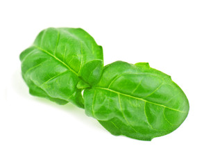 Obraz premium fresh basil leaves