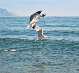 Fototapeta na wymiar seagull over water