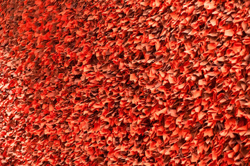 red leaves wall