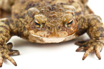ugly toad on white