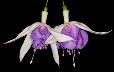 White and purple Fuchsia flower
