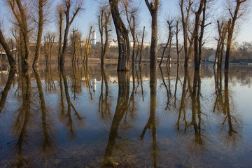 Trees reflection on water.