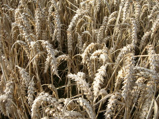 Fototapeta premium Reife Ähren