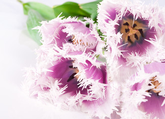 decorative flowers tulips