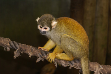 A small monkey sitting on a rope at the zoo