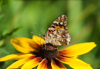 butterfly