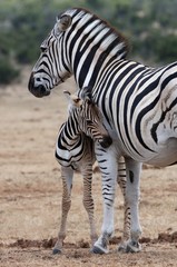 Fototapeta na wymiar Baby Zebra and Mother