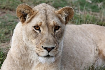 Lioness Portrait