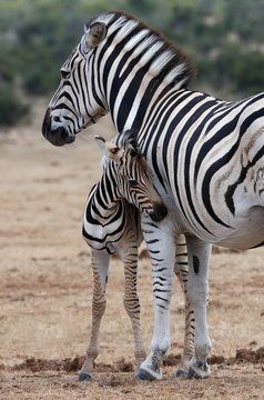 Baby Zebra and Mother
