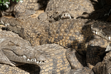 Large group of Nile crocodiles sharing basking spot