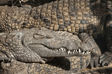 Large group of juvenile Nile crocodiles sharing  the beach
