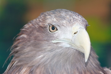 Golden Eagle (Aquila chrysaetos) portrait