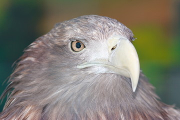Golden Eagle (Aquila chrysaetos) portrait