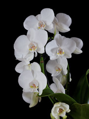 Naklejka na ściany i meble orchidées