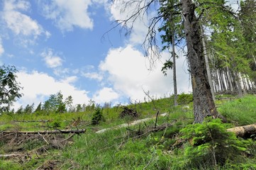 Forest cut down