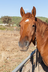 Horse on the farm, Turkey