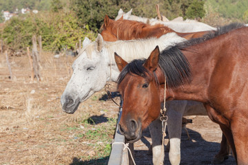 Naklejka na ściany i meble Horses on the farm, Turkey