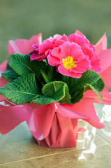 Pink primrose bouquet with a pink gift wrapping paper
