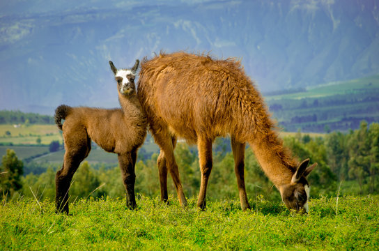 Llamas on Cochasqui piramids, baby mother, Ecuador