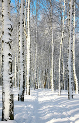 Pathway in sunny winter forest