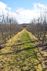 Naklejka premium Viñedo en primavera en La Rioja (España)