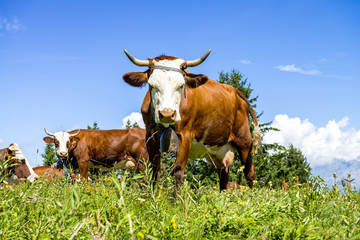 Alpine cows