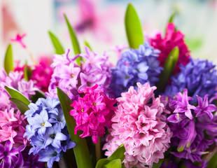 Multicolored hyacinths - obrazy, fototapety, plakaty