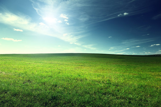 field of spring grass
