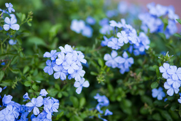 Blossom blue flower look fresh.