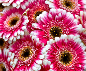 Bouquet of beautiful gerbera.