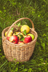 Apples and pears on the grass