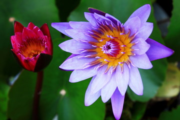 Fototapeta premium Blooming violet and Young red lotus