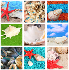 Collage of seashells close-up