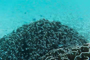 Naklejka na ściany i meble School of young fish swimming near reef. Underwater shot. Marine