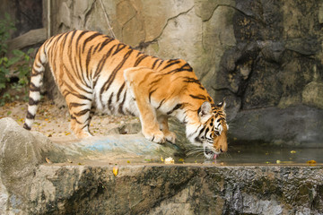Tiger Drinking Water