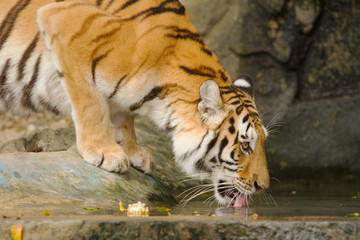 Fototapeta na wymiar Tiger Drinking Water