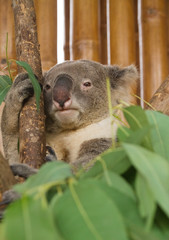 Koala on the tree