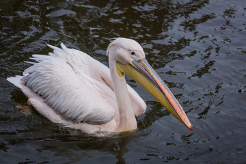 Swimming pelican