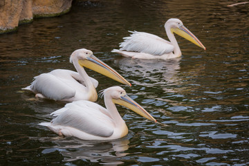 Swimming pelicans