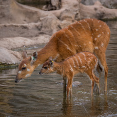 Mother and baby deers