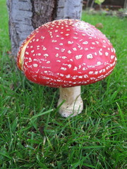 Fly agaric (Amanita muscaria) mushroom on the fresh green lawn i