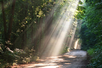 Obraz premium forest smog