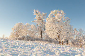 Trees in the field in the winter.