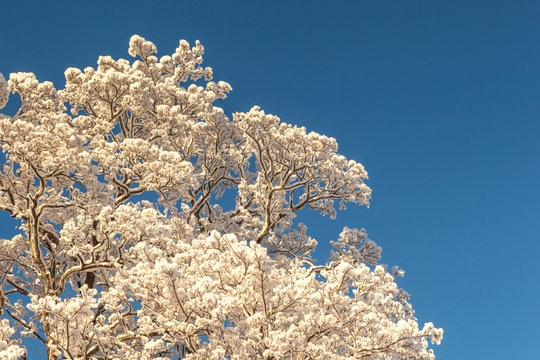 Winter crones of trees.