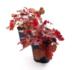 Heuchera Cherry Cola