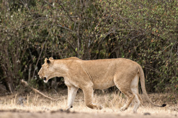 Fototapeta na wymiar Afrykański lwica
