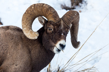 Fototapeta premium Bighorn Sheep