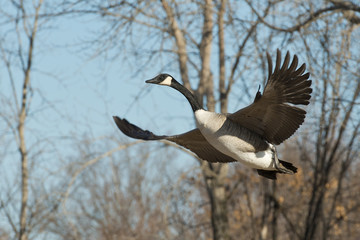 Flying Goose