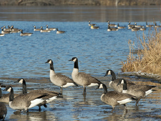 Flock of geese on a cold winter day
