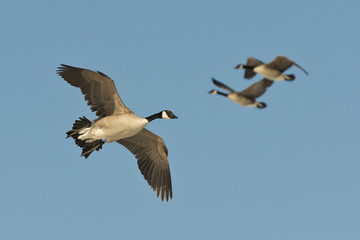 Flying Geese